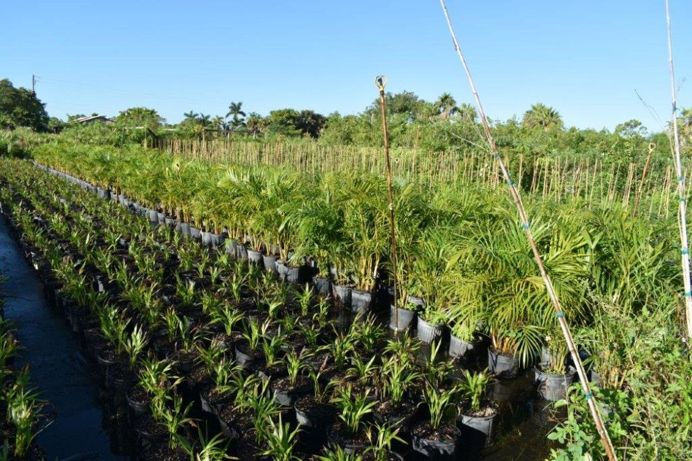 dypsis-lutescens-areca-palm