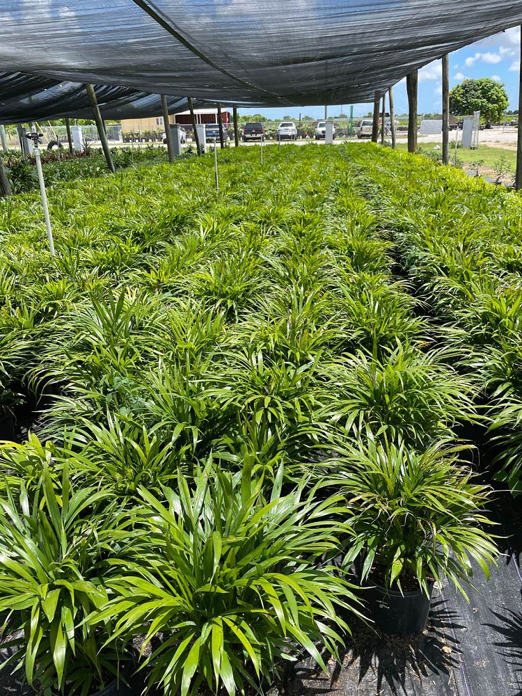 dypsis-lutescens-areca-palm