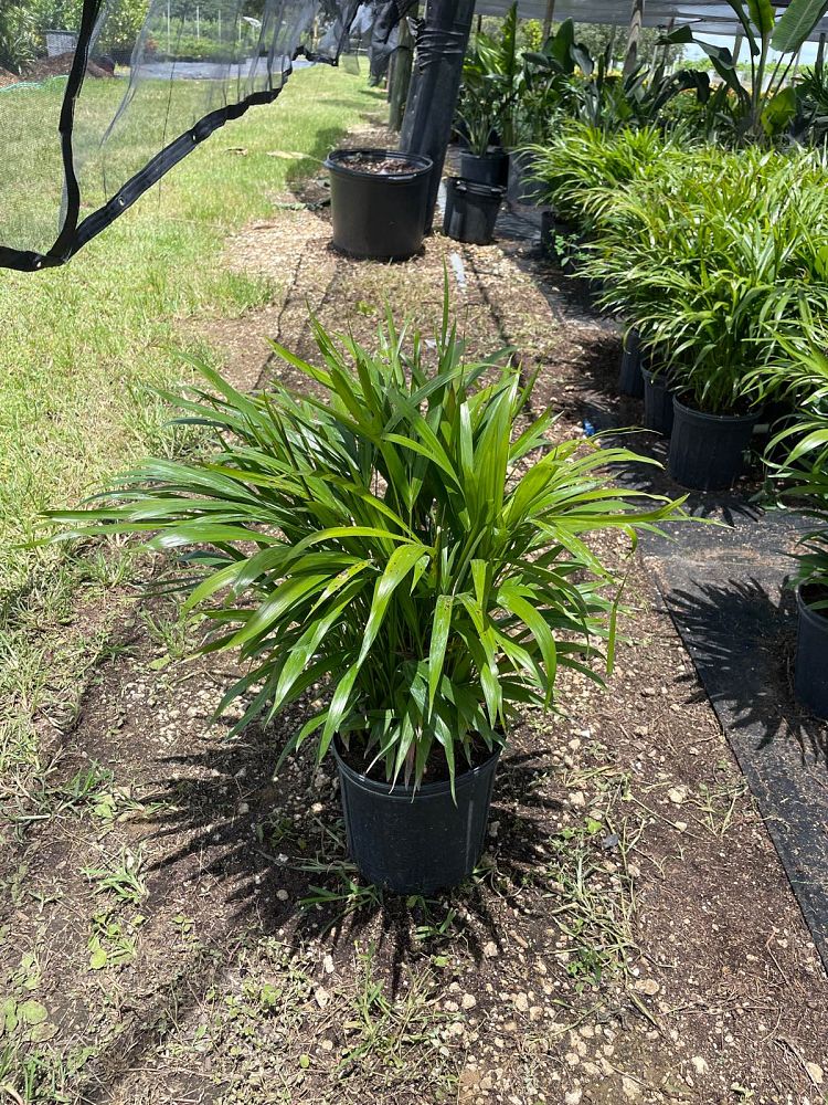 dypsis-lutescens-areca-palm