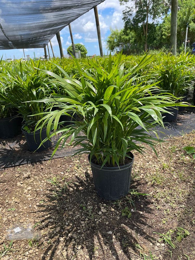 dypsis-lutescens-areca-palm