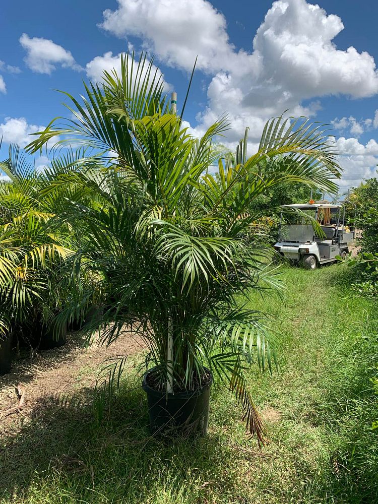 dypsis-lutescens-areca-palm