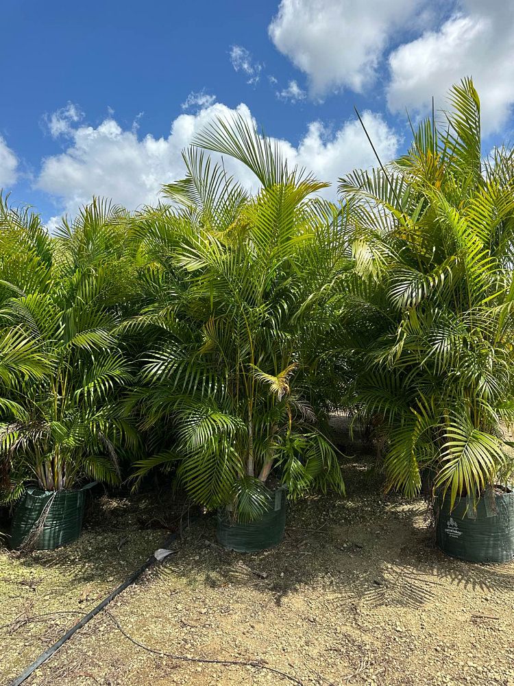 dypsis-lutescens-areca-palm