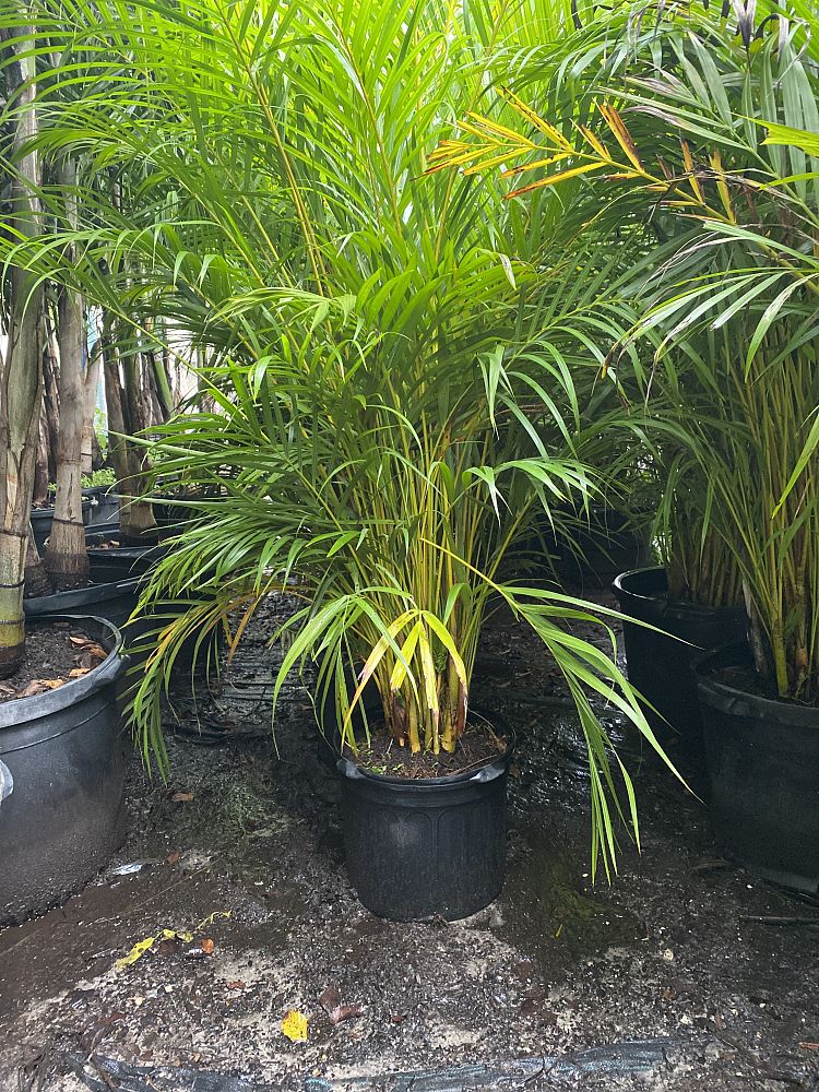 dypsis-lutescens-areca-palm