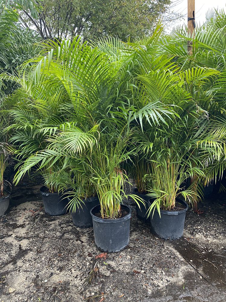 dypsis-lutescens-areca-palm