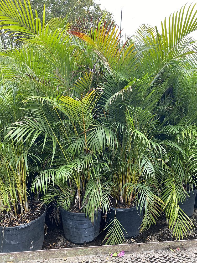 dypsis-lutescens-areca-palm