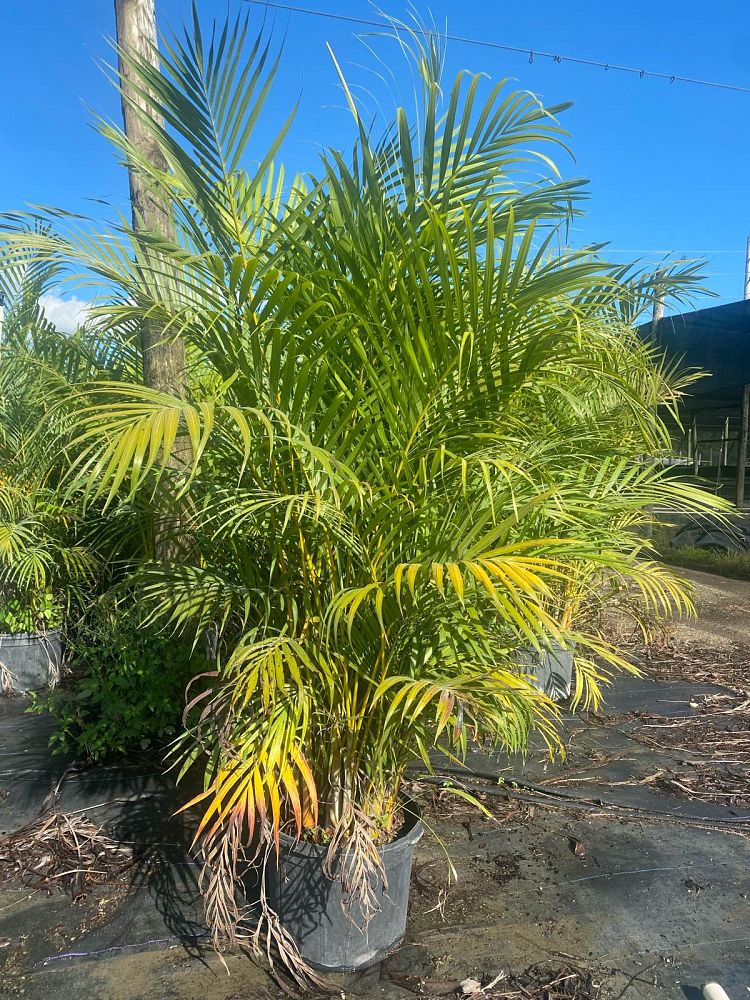 dypsis-lutescens-areca-palm