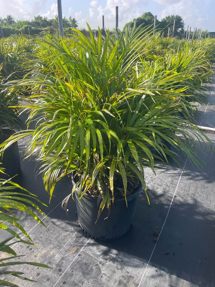 dypsis-lutescens-areca-palm