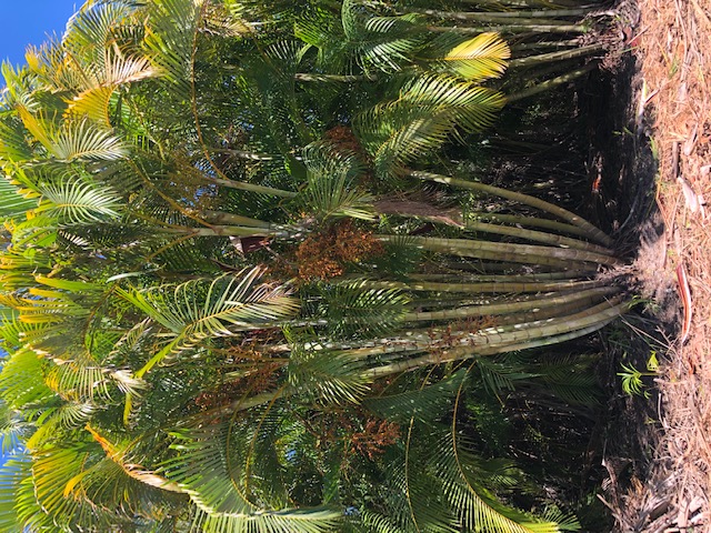 dypsis-lutescens-areca-palm