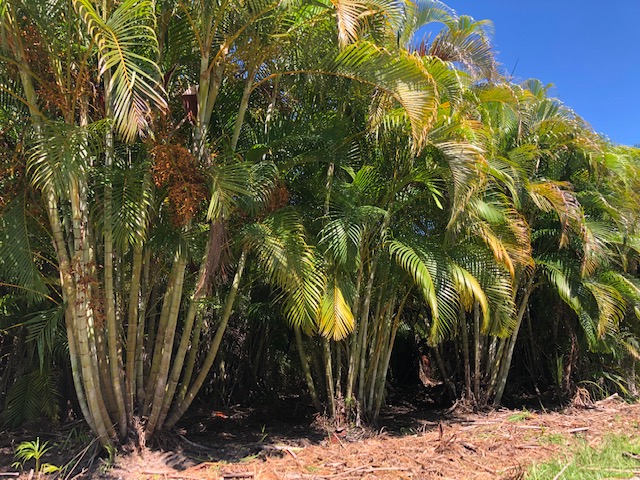 dypsis-lutescens-areca-palm