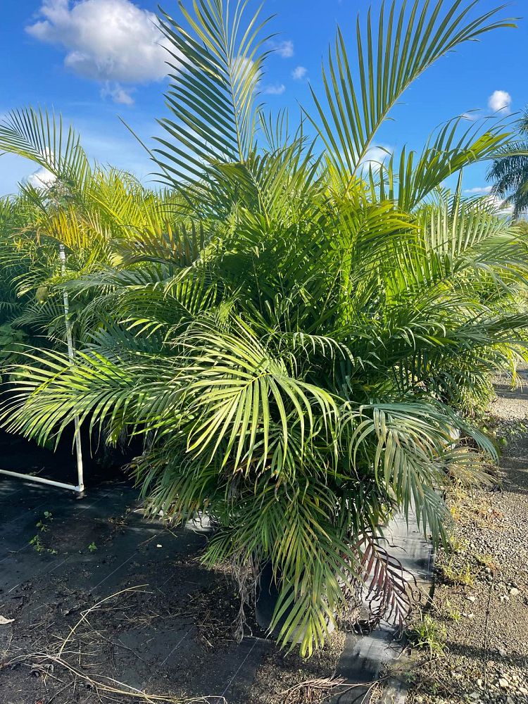 dypsis-lutescens-areca-palm