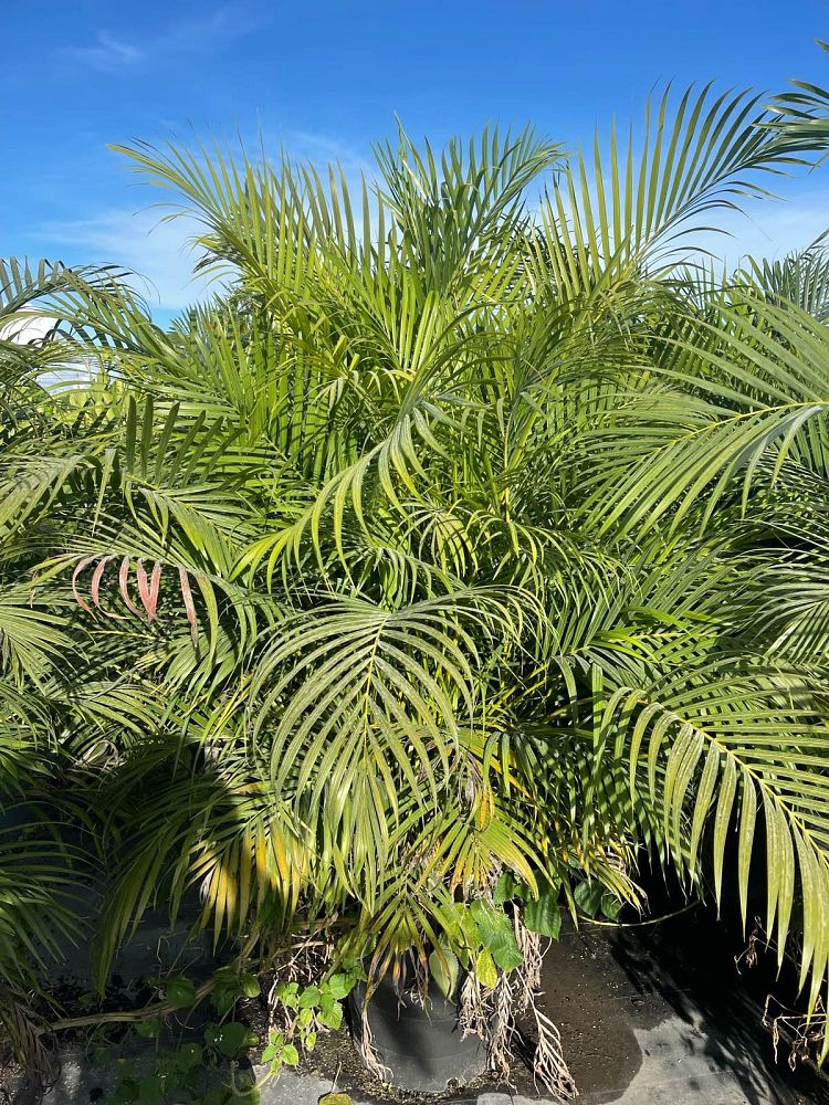 dypsis-lutescens-areca-palm
