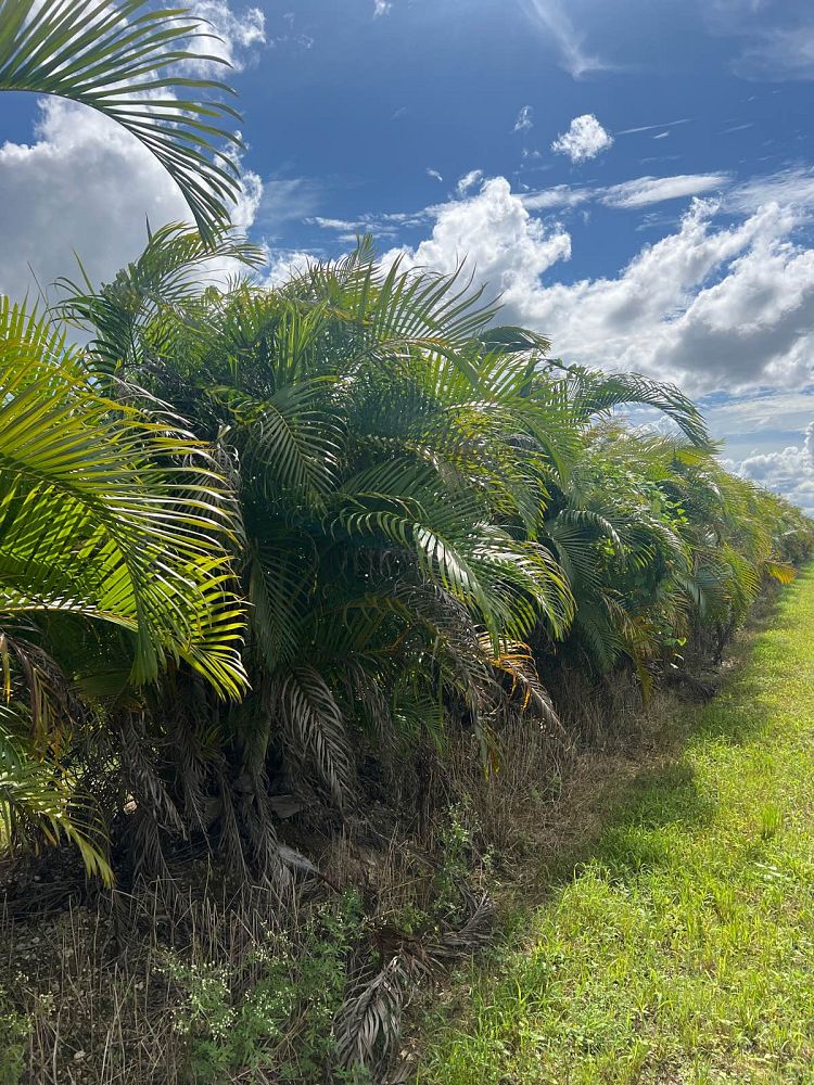 dypsis-lutescens-areca-palm