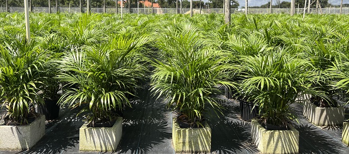 dypsis-lutescens-areca-palm