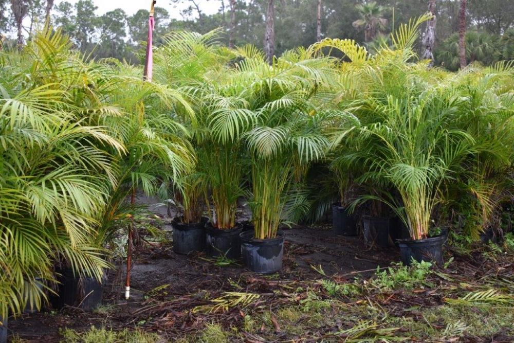 dypsis-lutescens-areca-palm