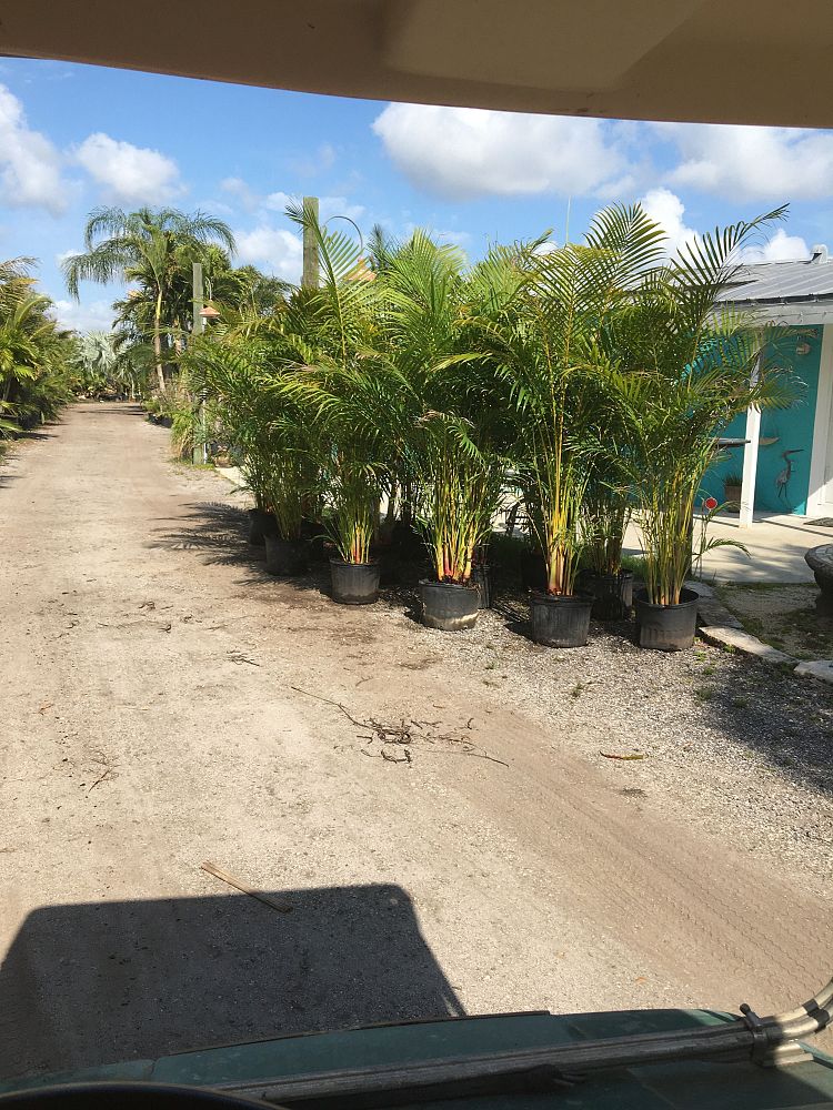 dypsis-lutescens-areca-palm