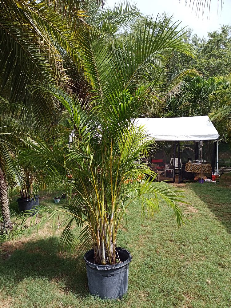 dypsis-lutescens-areca-palm
