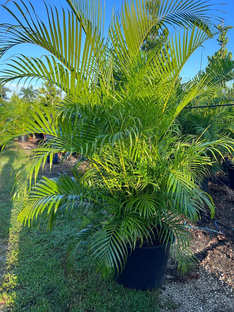 dypsis-lutescens-areca-palm