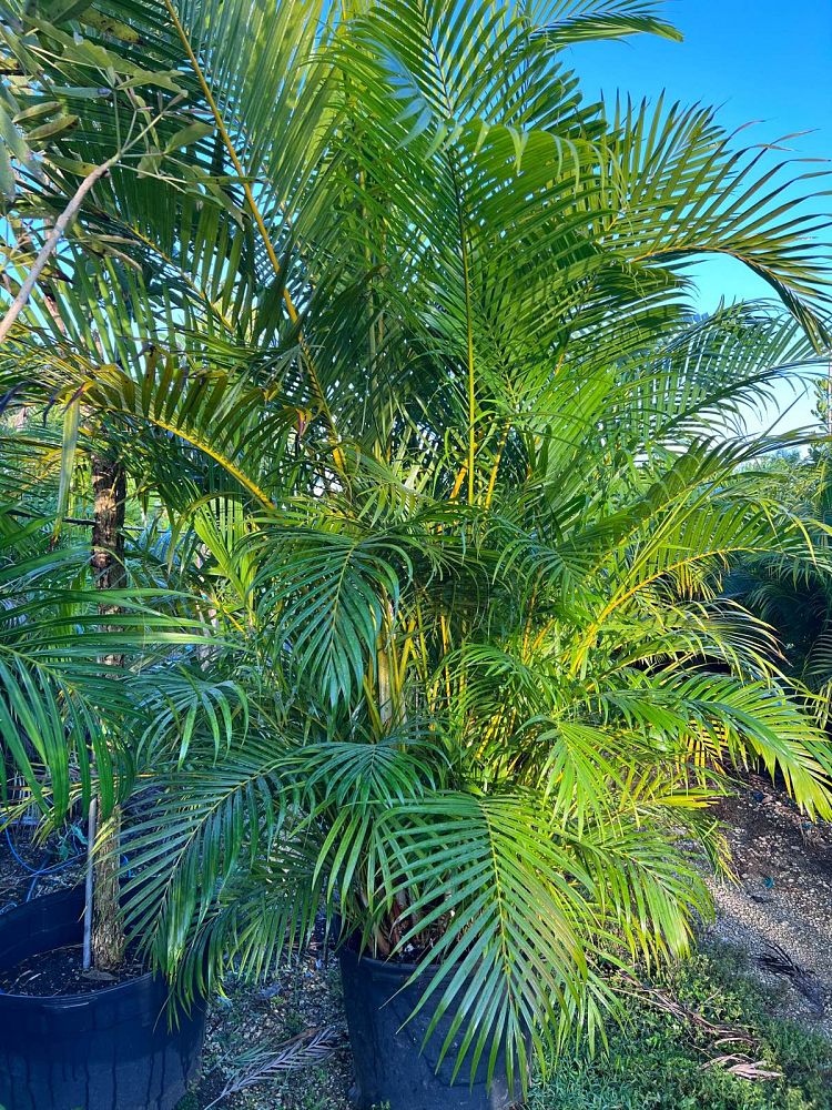 dypsis-lutescens-areca-palm
