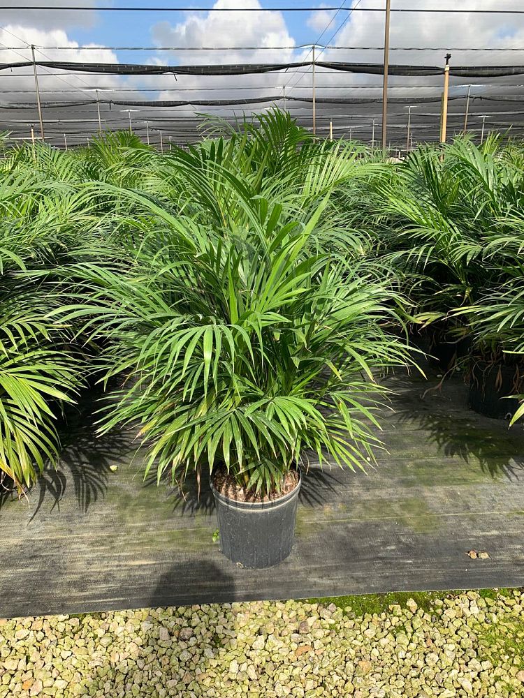 dypsis-lutescens-areca-palm