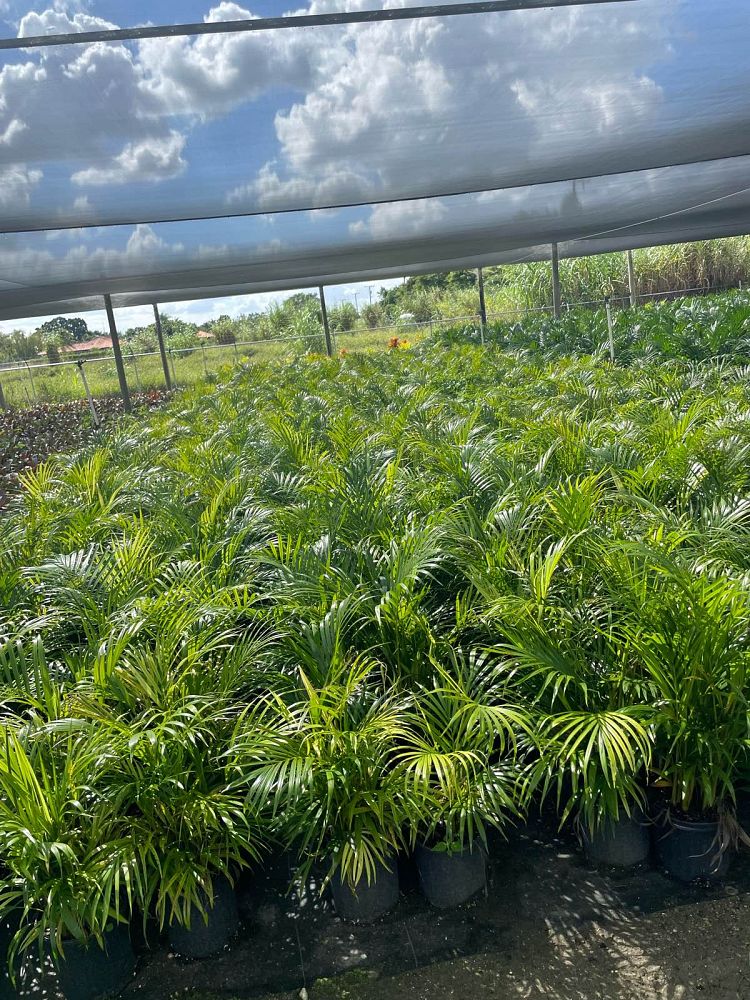 dypsis-lutescens-areca-palm