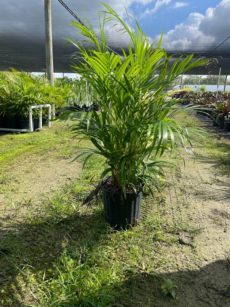 dypsis-lutescens-areca-palm