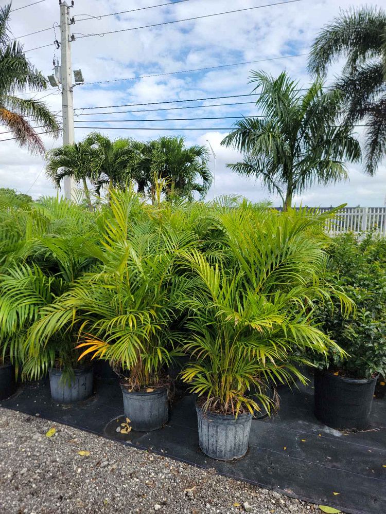 dypsis-lutescens-areca-palm