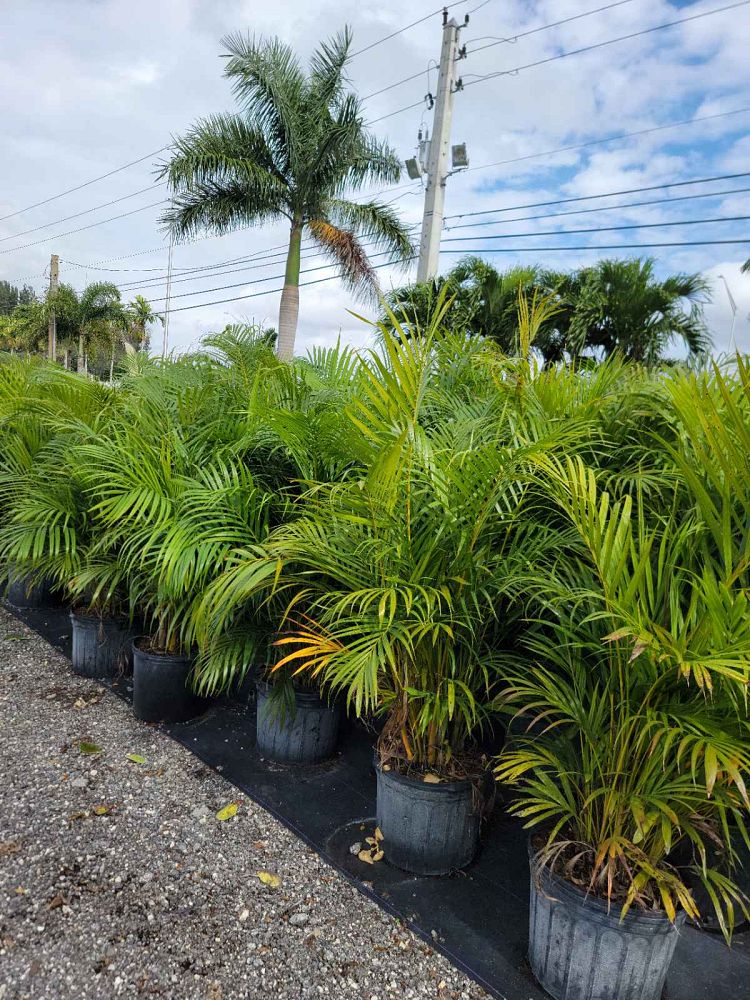 dypsis-lutescens-areca-palm