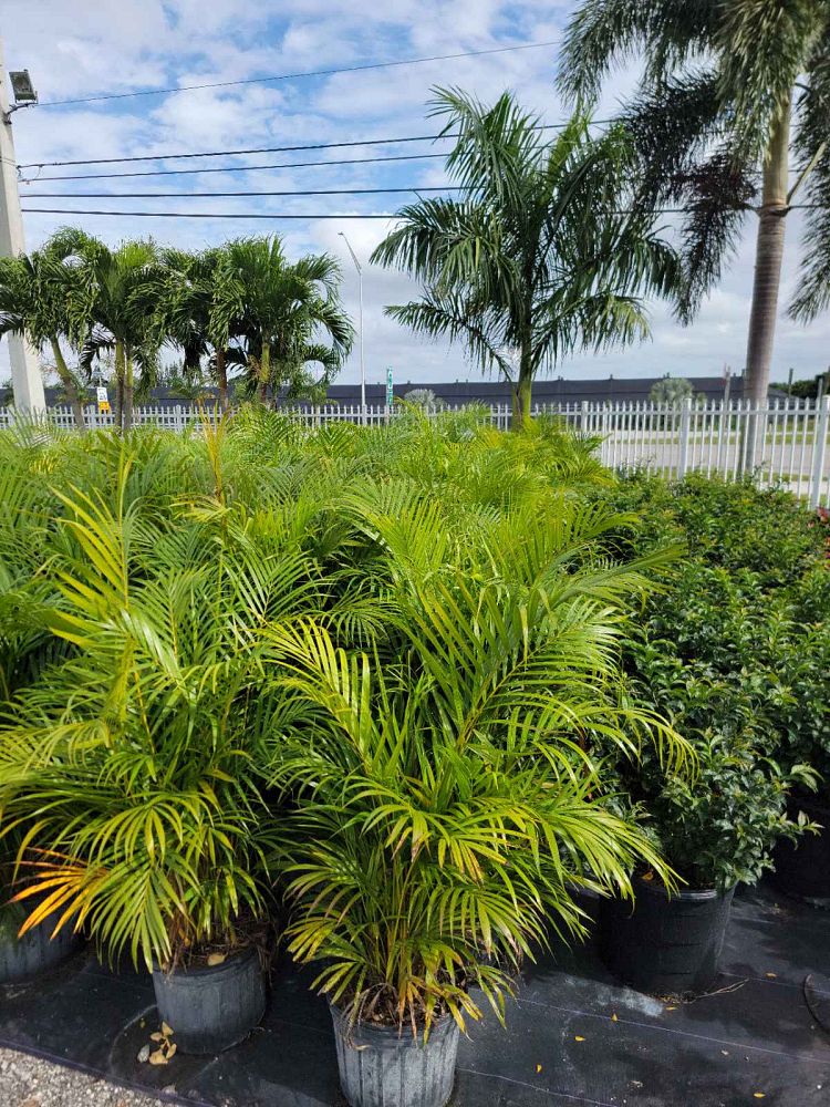 dypsis-lutescens-areca-palm