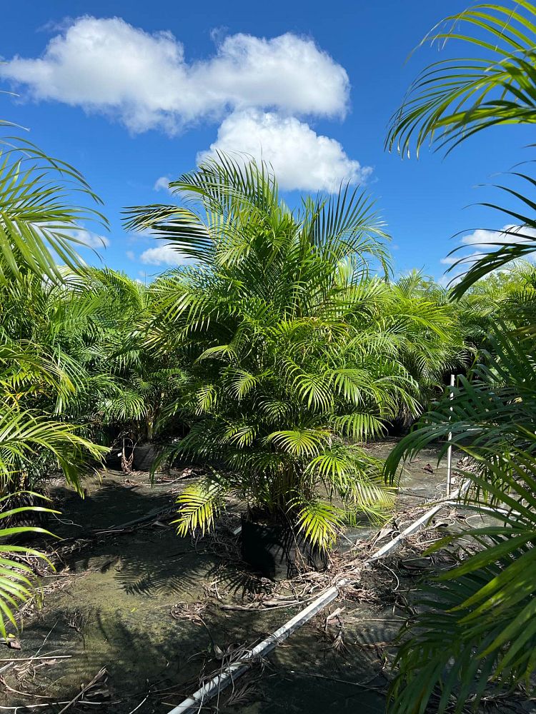dypsis-lutescens-areca-palm