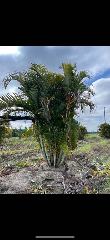 dypsis-lutescens-areca-palm