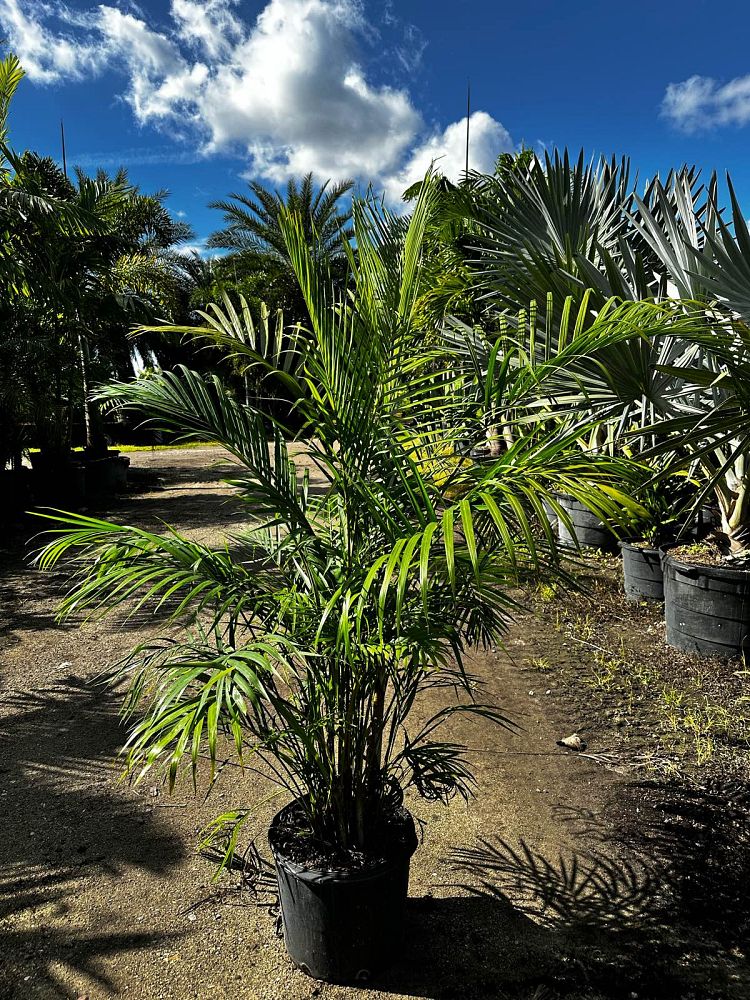 dypsis-lutescens-areca-palm
