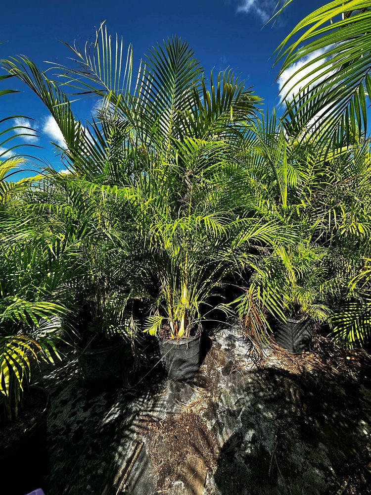 dypsis-lutescens-areca-palm