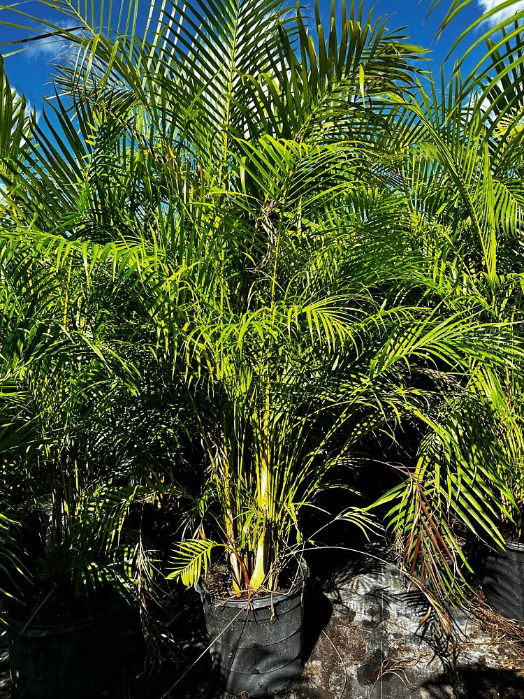 dypsis-lutescens-areca-palm