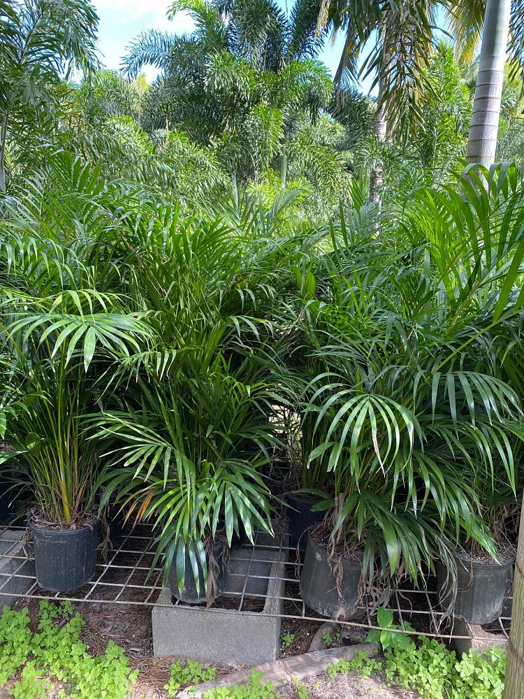 dypsis-lutescens-areca-palm
