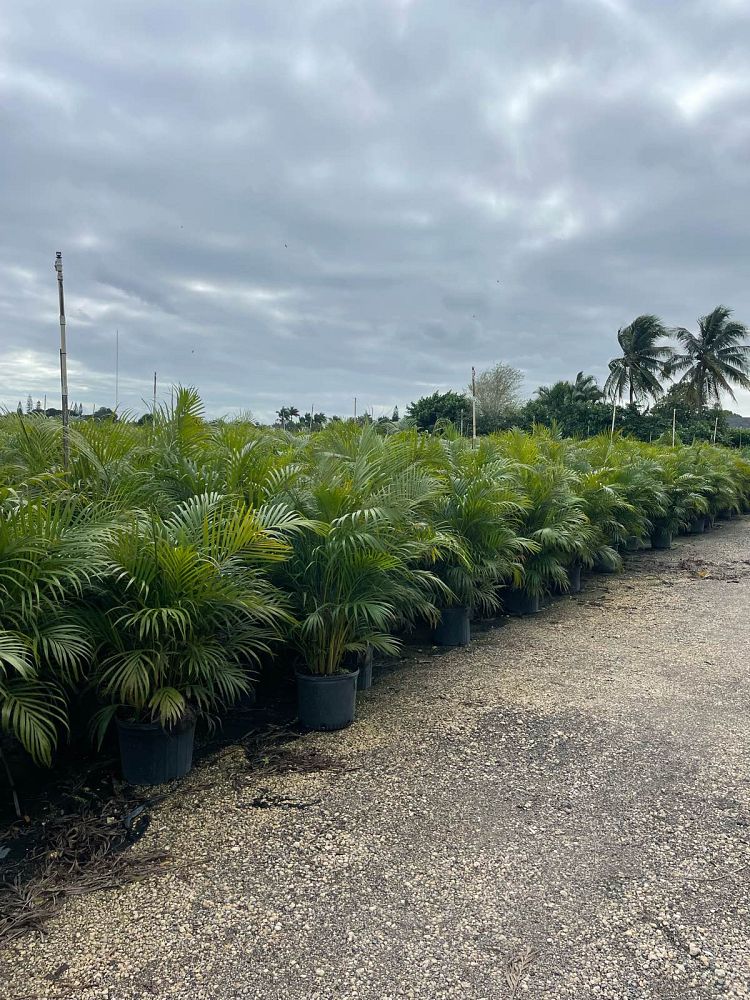 dypsis-lutescens-areca-palm