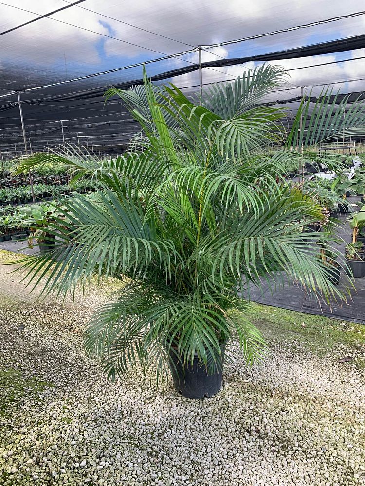 dypsis-lutescens-areca-palm