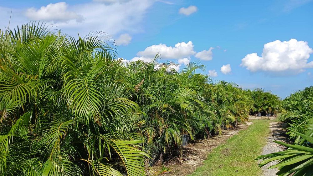 dypsis-lutescens-areca-palm