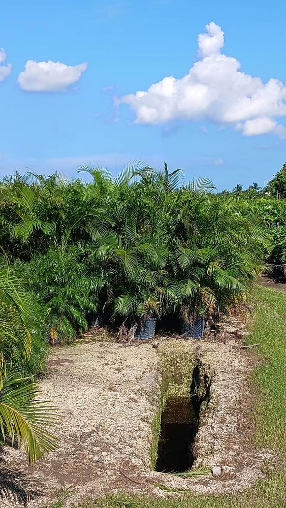 dypsis-lutescens-areca-palm