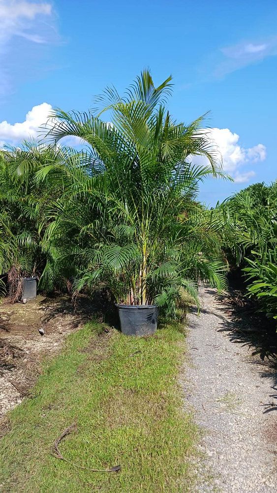 dypsis-lutescens-areca-palm