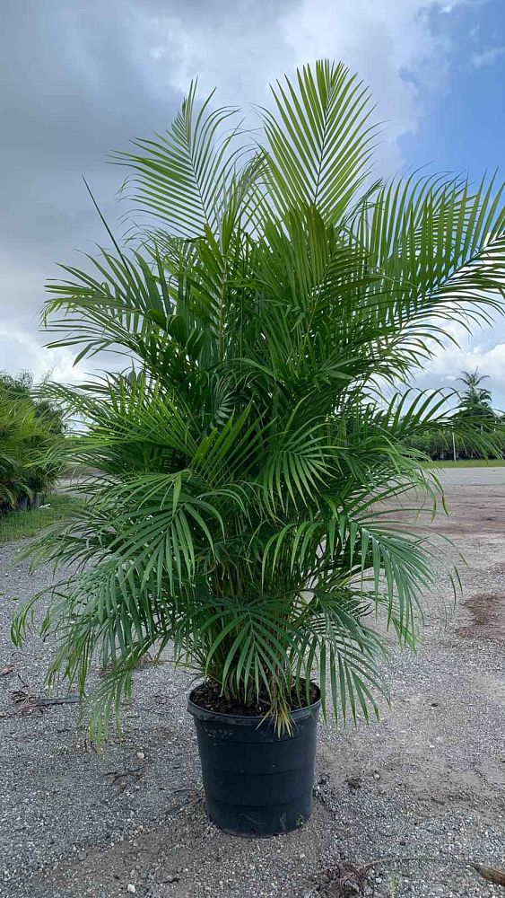 dypsis-lutescens-areca-palm