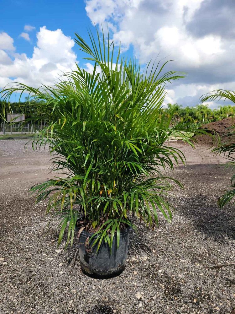 dypsis-lutescens-areca-palm