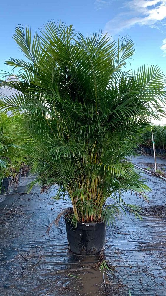 dypsis-lutescens-areca-palm