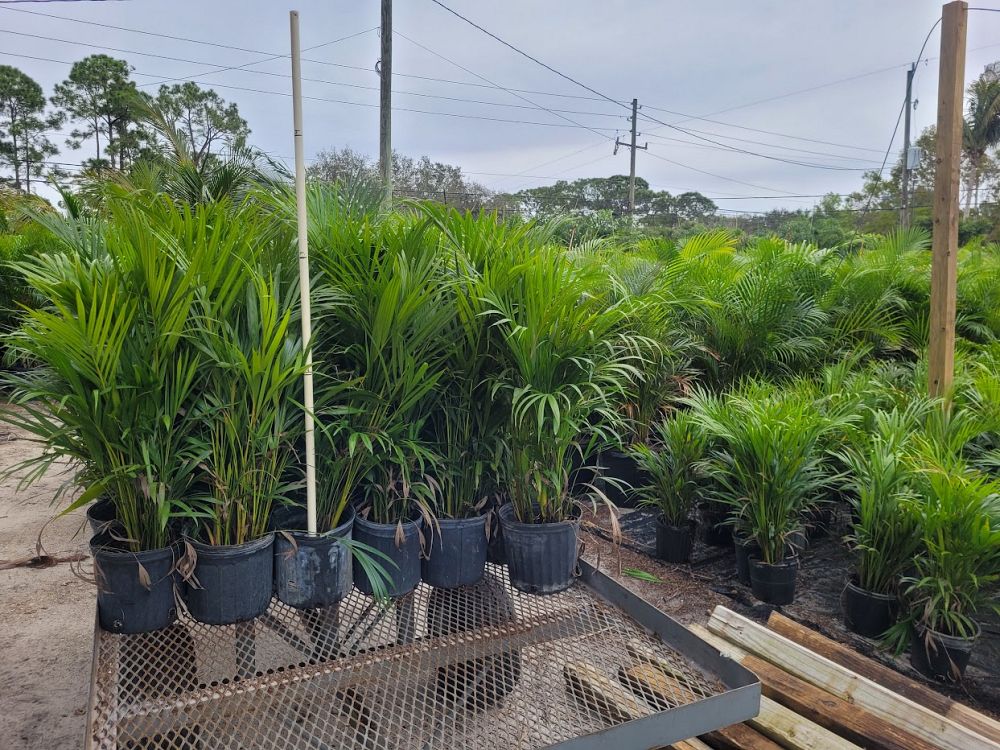 dypsis-lutescens-areca-palm
