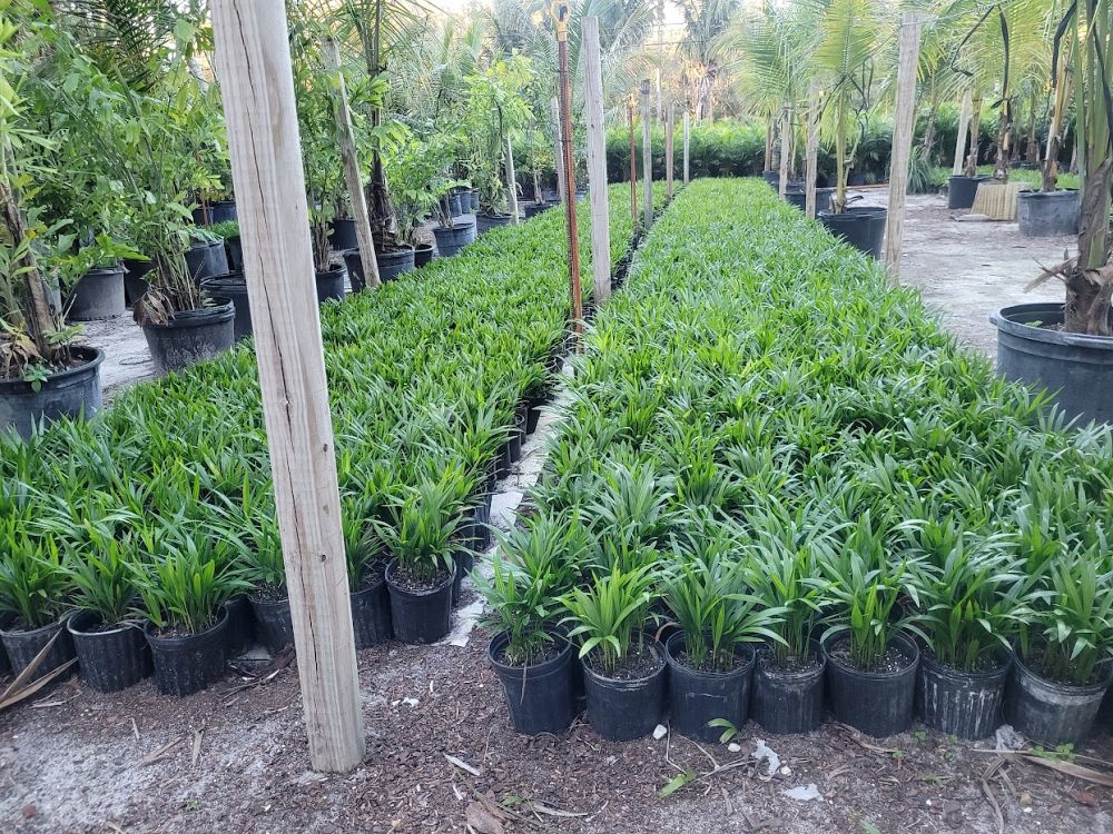 dypsis-lutescens-areca-palm