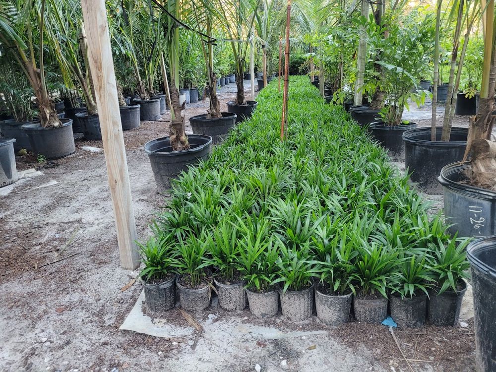 dypsis-lutescens-areca-palm