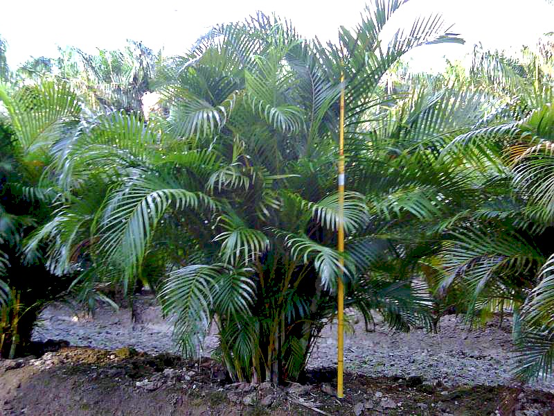 dypsis-lutescens-areca-palm