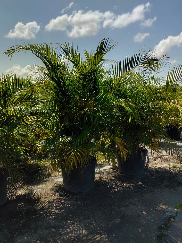 dypsis-lutescens-areca-palm