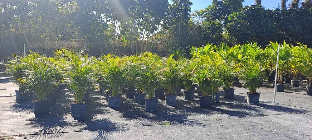 dypsis-lutescens-areca-palm