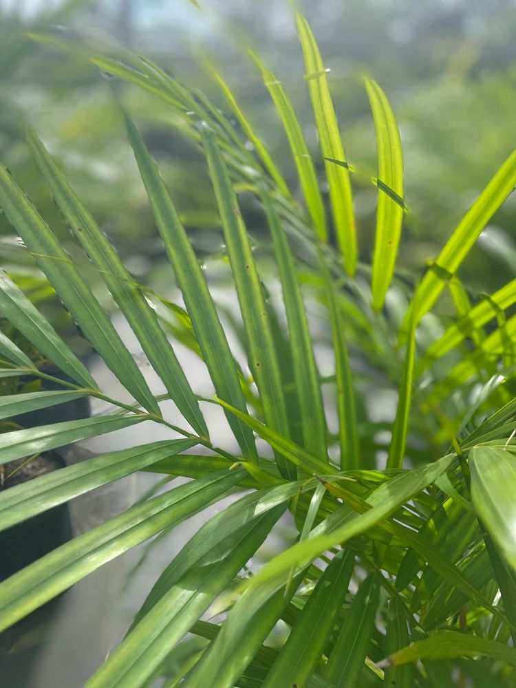 dypsis-lutescens-areca-palm