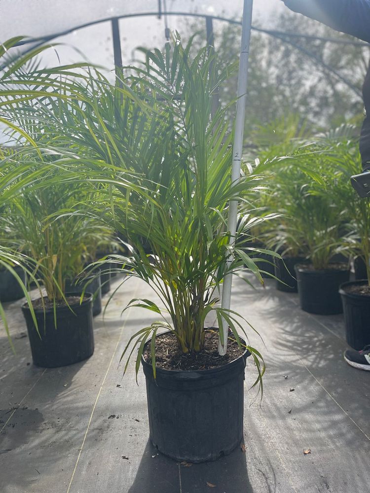 dypsis-lutescens-areca-palm